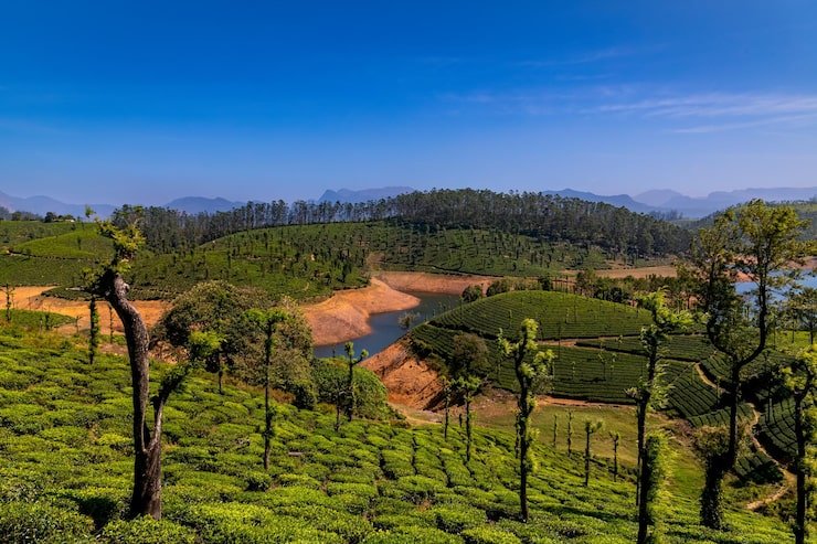 beautiful green tea estate near sholaiyar dam valparai tamilnadu 1048944 20838295